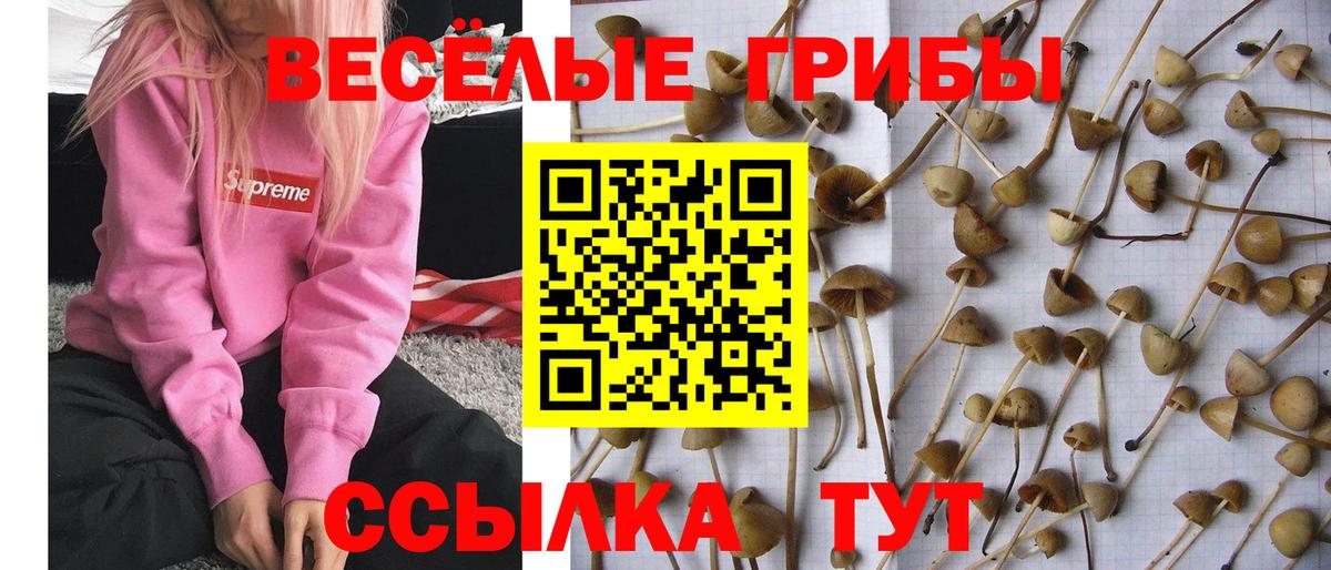 Галлюциногенные грибы ЛСД Прохладный